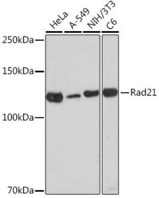 Western Blot: Rad21 Antibody (9H0H6) [NBP3-15892]