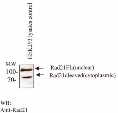 Western Blot: Rad21 Antibody (CM110-2C10)Azide and BSA Free [NBP2-80922]