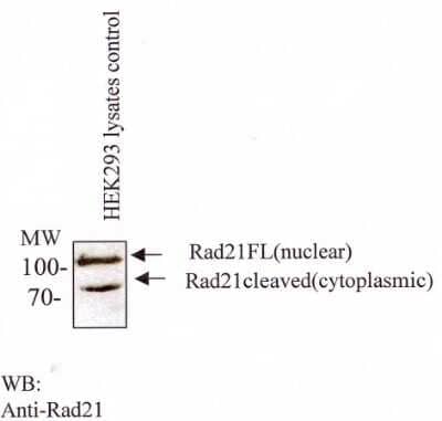 Western Blot: Rad21 Antibody (CM110-2C10)BSA Free [NB100-386]