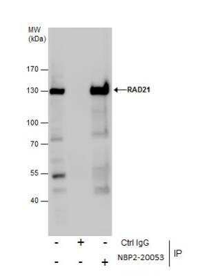 Immunoprecipitation: Rad21 Antibody [NBP2-20053]