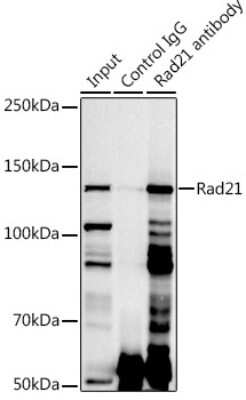 Immunoprecipitation: Rad21 Antibody - Azide and BSA Free [NBP3-15608]