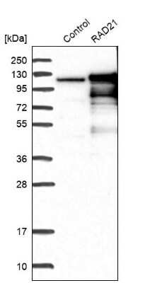 Western Blot: Rad21 Antibody [NBP1-83260]