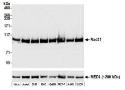 Western Blot: Rad21 Antibody (BLR052F) [NBP3-14677]