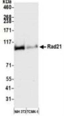 Western Blot: Rad21 Antibody (BLR052F) [NBP3-14677]