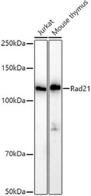 Western Blot: Rad21 AntibodyAzide and BSA Free [NBP3-15608]