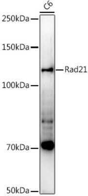 Western Blot: Rad21 AntibodyAzide and BSA Free [NBP3-15608]