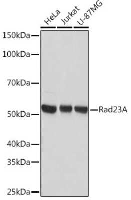 Western Blot: Rad23 Antibody (3B7T9) [NBP3-16573]