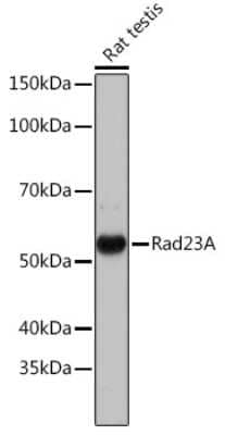 Western Blot: Rad23 Antibody (3B7T9) [NBP3-16573]