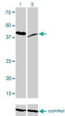 Western Blot: Rad23 Antibody (3C12) [H00005886-M01]