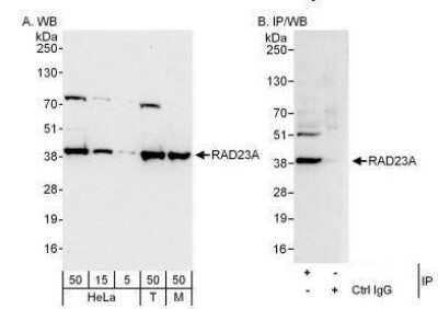 Western Blot: Rad23 Antibody [NBP1-49977]