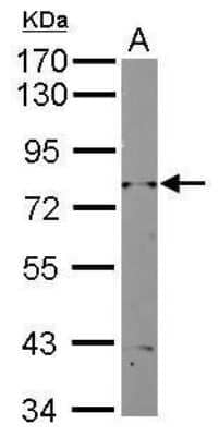 Western Blot: Rad3 Antibody [NBP2-42912]