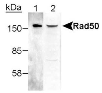 Western Blot: Rad50 Antibody [NB100-1487]