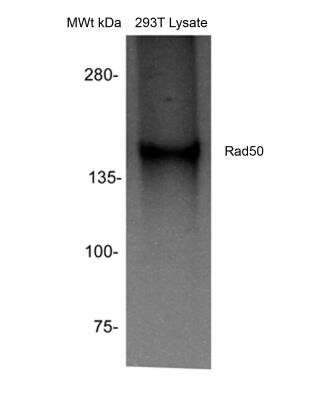 Western Blot: Rad50 Antibody [NB100-154]