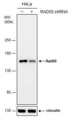 Western Blot: Rad50 Antibody [NBP2-20055]