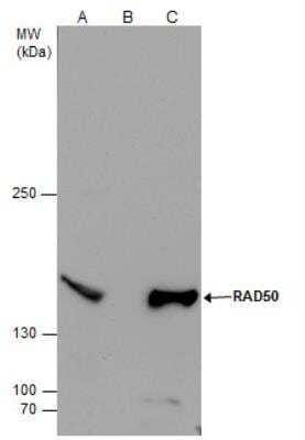 Western Blot: Rad50 Antibody [NBP2-20055]