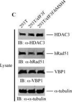 Western Blot: Rad51 Antibody (14B4) [NB100-148]