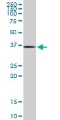 Western Blot: Rad51 Antibody [H00005888-B01P]