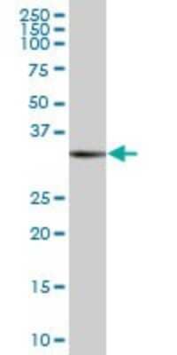 Western Blot: Rad51 Antibody [H00005888-B01P]