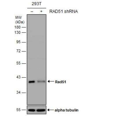 Western Blot: Rad51 Antibody [NBP2-20058]