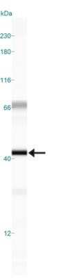 Simple Western: Rad51C Antibody (2H11/6)Azide and BSA Free [NBP2-80923]