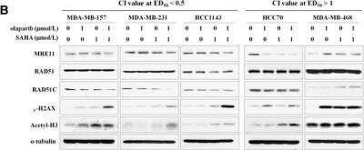 Western Blot: Rad51C Antibody (2H11/6)BSA Free [NB100-177]