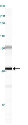 Simple Western: Rad51C Antibody (2H11/6)BSA Free [NB100-177]