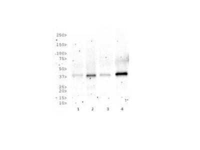 Western Blot: Rad51C Antibody (2H11/6)BSA Free [NB100-177]