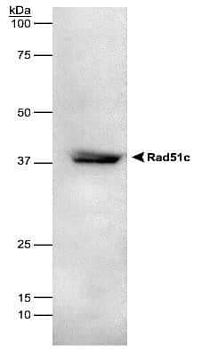 Western Blot: Rad51C Antibody (2H11/6)BSA Free [NB100-177]