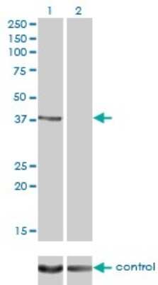 Western Blot: Rad51C Antibody (3F3-5C6) [H00005889-M01]