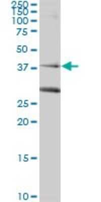 Western Blot: Rad51C Antibody (3F3-5C6) [H00005889-M01]