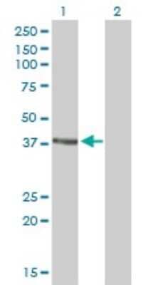 Western Blot: Rad51C Antibody (3F3-5C6) [H00005889-M01]