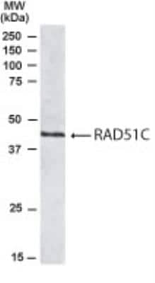 Western Blot: Rad51C Antibody [NB100-1127]