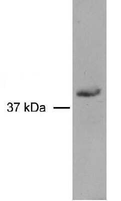 Western Blot: Rad51D Antibody (5B3/6) [NB100-178]