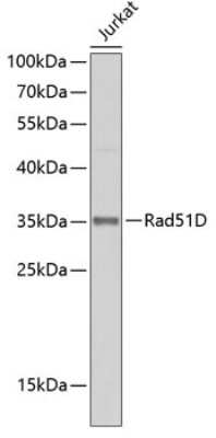 Western Blot: Rad51D AntibodyBSA Free [NBP2-93383]