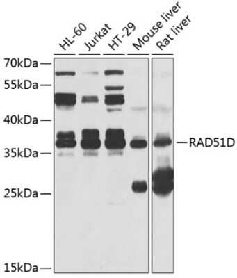 Western Blot: Rad51D AntibodyBSA Free [NBP2-94873]