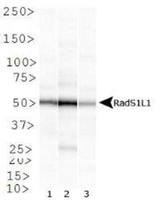 Western Blot: Rad51L1 Antibody (1 H3/13)BSA Free [NB100-176]