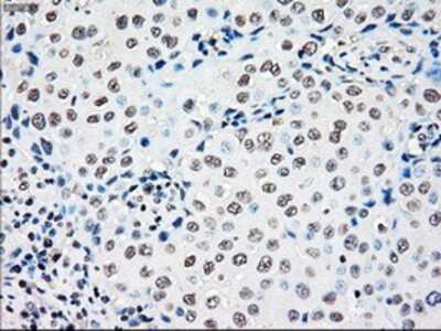 Immunohistochemistry-Paraffin: Rad9 Antibody (OTI7B11) [NBP1-47946]