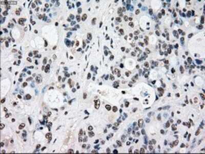 Immunohistochemistry-Paraffin: Rad9 Antibody (OTI7B11) [NBP1-47946]