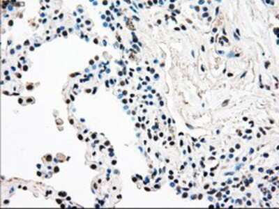 Immunohistochemistry-Paraffin: Rad9 Antibody (OTI7B11) [NBP1-47946]