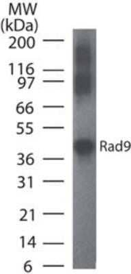 Western Blot: Rad9 Antibody (93A535)Azide and BSA Free [NBP2-80924]