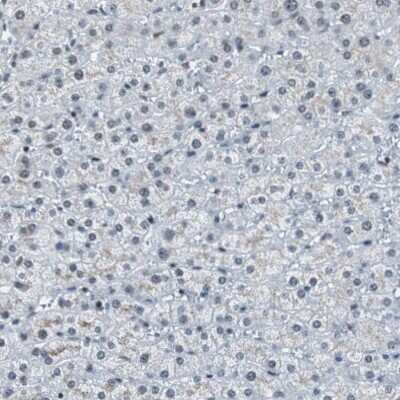 Immunohistochemistry-Paraffin: Rad9 Antibody [NBP1-87163]