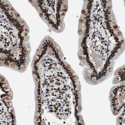 Immunohistochemistry-Paraffin: Rad9 Antibody [NBP1-87163]