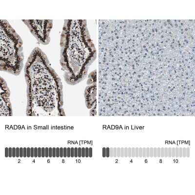 Immunohistochemistry-Paraffin: Rad9 Antibody [NBP1-87163]
