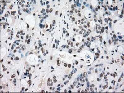 Immunohistochemistry: Rad9 Antibody (OTI7B11) - Azide and BSA Free [NBP2-73783]