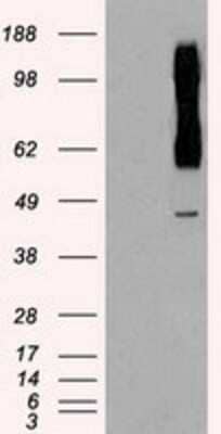 Western Blot: Rad9 Antibody (OTI7B11)Azide and BSA Free [NBP2-73783]