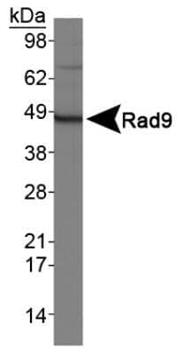 Western Blot: Rad9 Antibody [NB100-193]