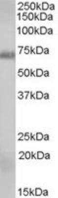 Western Blot: Rad9 Antibody [NB100-57077]