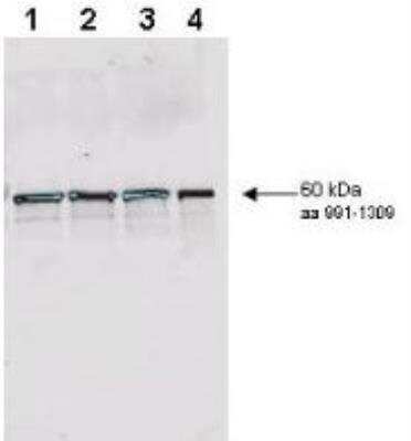 Western Blot: Rad9 Antibody [NBP1-77978]