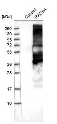 Western Blot: Rad9 Antibody [NBP1-87163]