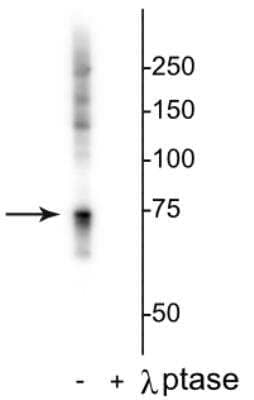 Western Blot: Raf-1 [p Ser642] Antibody [NB300-306]